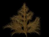 LS_Plant02x4